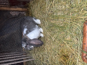 Pui de iepure berbec german  - imagine 3