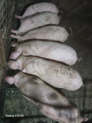 Purcei de casa de vânzare 