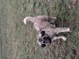 catei din parinti buni de paza  - imagine 2