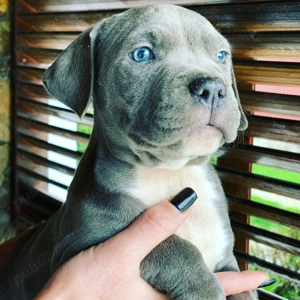 Vand  cateiamstaff blue  - imagine 5