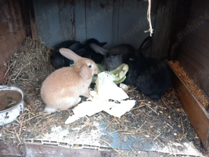 vand iepurasi  - imagine 4