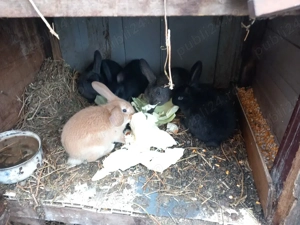 vand iepurasi  - imagine 3