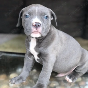 Vand  cateiamstaff blue  - imagine 4