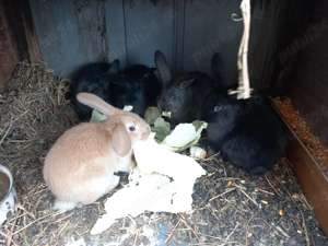 vand iepurasi  - imagine 2