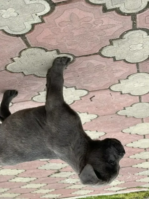 Pui de Cane Corso  - imagine 3