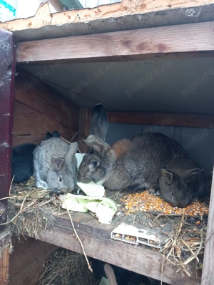 iepurasi de vanzare  - imagine 3