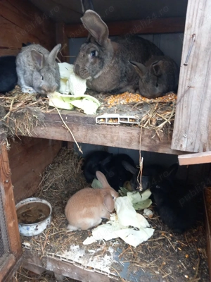 iepurasi de vanzare  - imagine 2