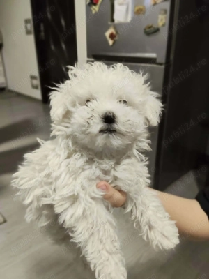 Bichon Bolognese fetița 7 saptamani - imagine 3