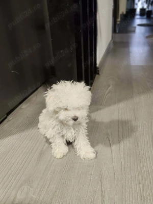 Bichon Bolognese fetița 7 saptamani - imagine 2