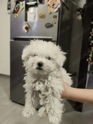 Bichon Bolognese fetița 7 saptamani