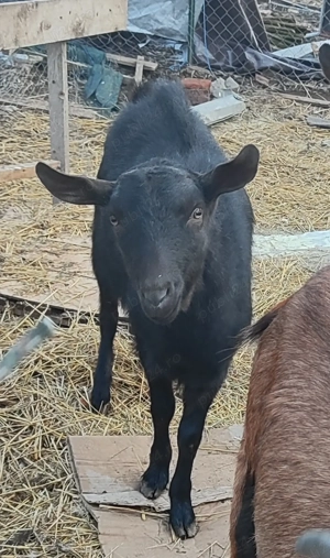 Țapisor Murciano Granadina - imagine 3