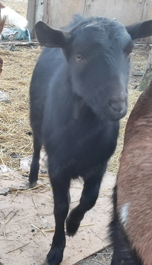 Țapisor Murciano Granadina - imagine 4