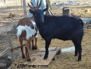 Țapisor Murciano Granadina - imagine 5