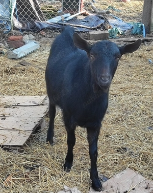 Țapisor Murciano Granadina