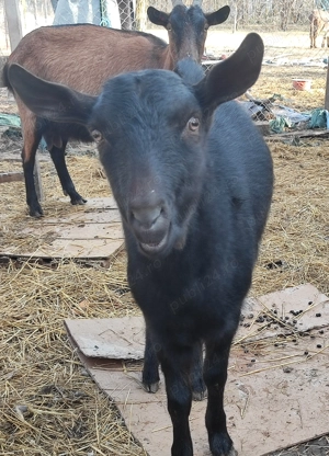 Țapisor Murciano Granadina - imagine 2