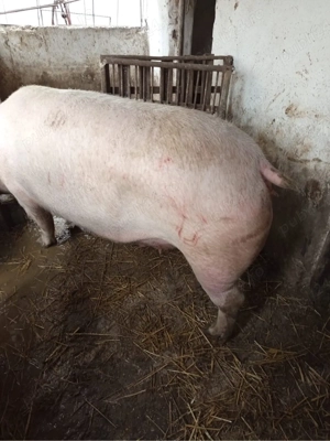 vand scroafe pentru sacrificat sau reproductie - imagine 4