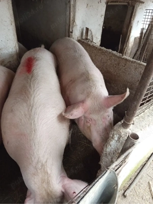 vand scroafe pentru sacrificat sau reproductie - imagine 2