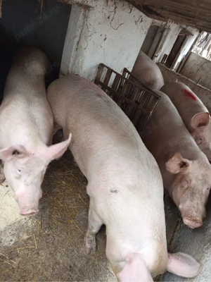 vand scroafe pentru sacrificat sau reproductie - imagine 3