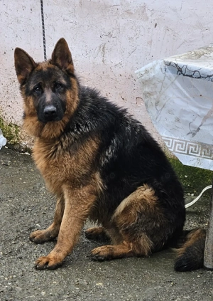 cioabensc german  - imagine 4