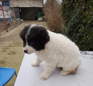  Căței Ciobanesti de Bucovina! - imagine 3