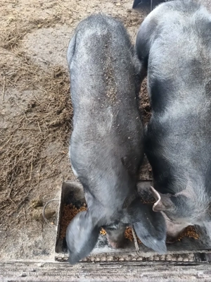 porc pietran  - imagine 3