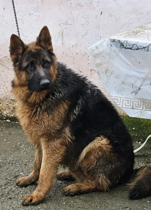 cioabensc german  - imagine 2