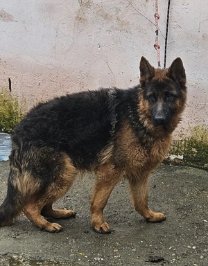 cioabensc german  - imagine 3