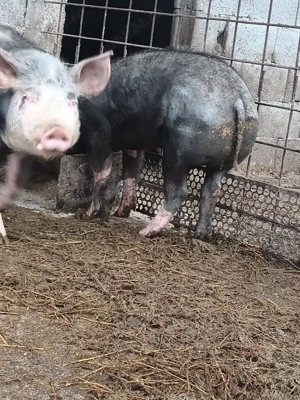 porc pietran  - imagine 2