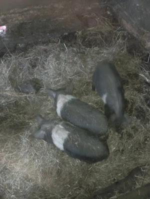 Purcei bazna  - imagine 3