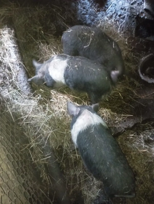 Purcei bazna  - imagine 2