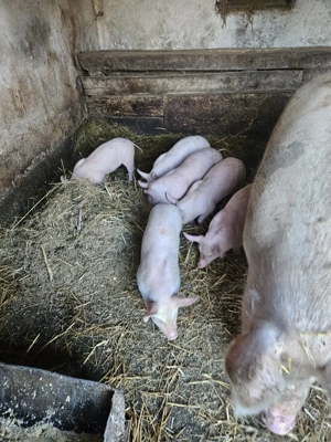 purcei de 6 saptamni