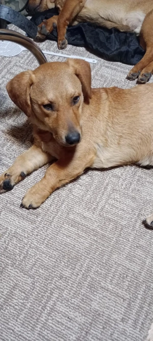 Donez cățel  - imagine 3