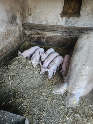 purcei de 6 saptamni - imagine 2