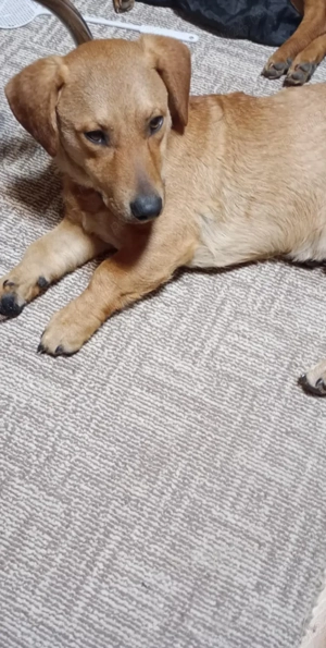 Donez cățel  - imagine 2