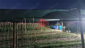 Casa Batraneasca in Topraisar cu Teren de 1711 mp si Deschidere 42 ml - imagine 6