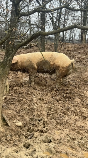 Vând vier marele alb de un an și jumătate  - imagine 2