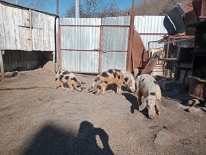 Scrofițe 35kg  - imagine 4