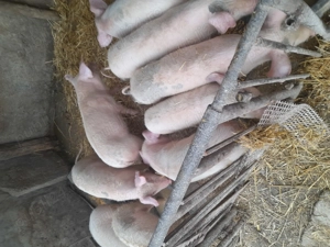 Vând godaci  - imagine 2