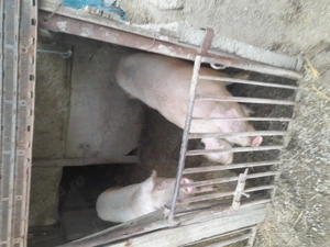 Vând godaci  - imagine 5