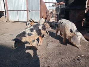 Scrofițe 35kg  - imagine 5