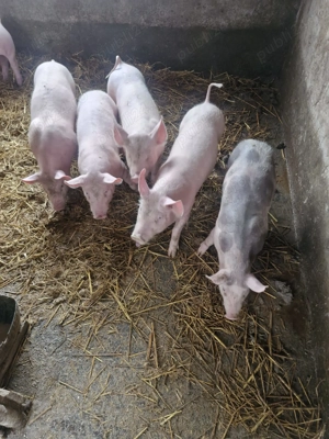 De Vanzare - imagine 2