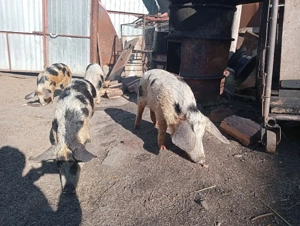 Scrofițe 35kg  - imagine 3