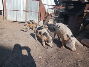 Scrofițe 35kg  - imagine 2