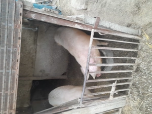 Vând godaci  - imagine 4