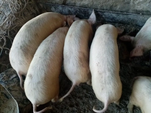 Vind  soldani rasa marele alb deparazitați 