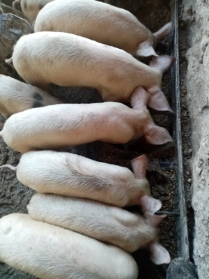 Vind  soldani rasa marele alb deparazitați  - imagine 2