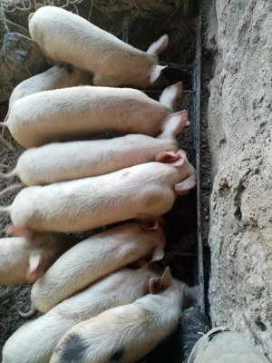 Vind  soldani rasa marele alb deparazitați  - imagine 4