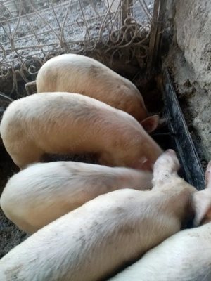 Vind  soldani rasa marele alb deparazitați  - imagine 3