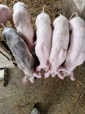 De Vanzare - imagine 5