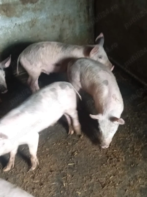 purcei  de vânzare  - imagine 4